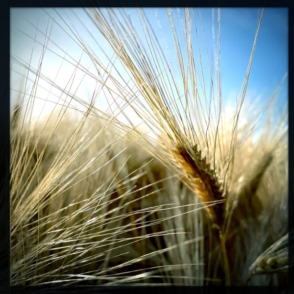 hipstamaticphoto.450555