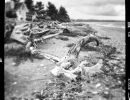 driftwood